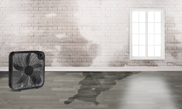 Best Ceiling water damage repair  in Bloomingdale, TN